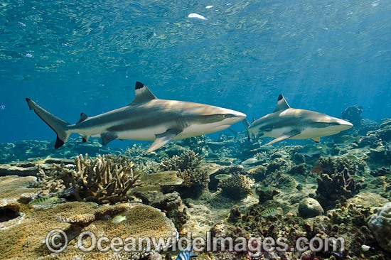 Blacktip Reef Shark Fiji photo
