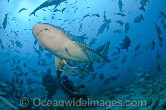 Bull Shark and Scuba Diver Fiji photo