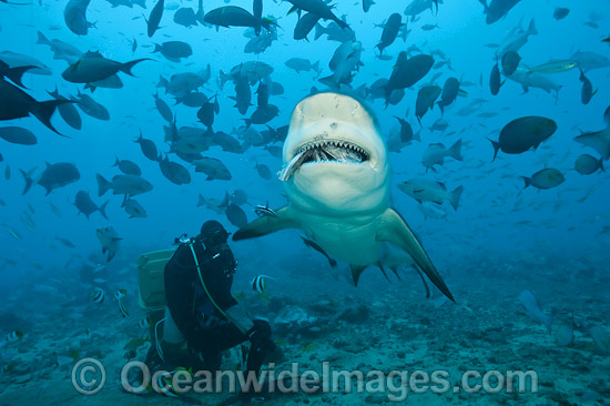 Bull Shark feeding photo