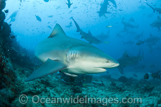 Bull Shark Fiji photo