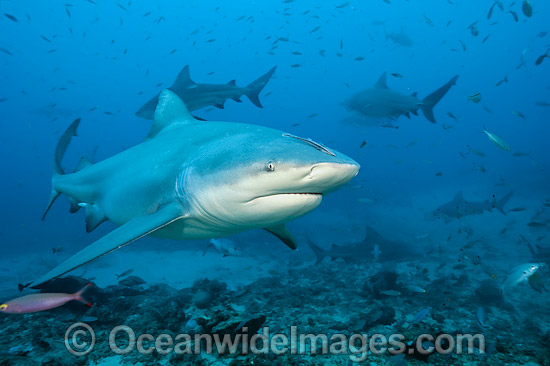 Bull Shark (Carcharhinus leucas). Also known as River Whaler, Freshwater Whaler and Swan River Whaler. Photo taken at Shark Reef Marine Reserve, Viti Levu, Fiji. Found worldwide in tropical & warm temperate seas, penetrating freshwater for long periods. Photo - Michael Patrick O'Neill