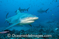 Bull Shark Photo - Michael Patrick O'Neill
