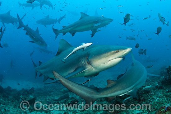 Bull Shark Fiji photo