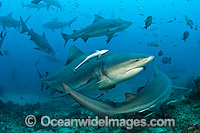 Bull Shark Fiji Photo - Michael Patrick O'Neill