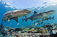 Whitetip Reef Sharks Photo - Michael Patrick O'Neill