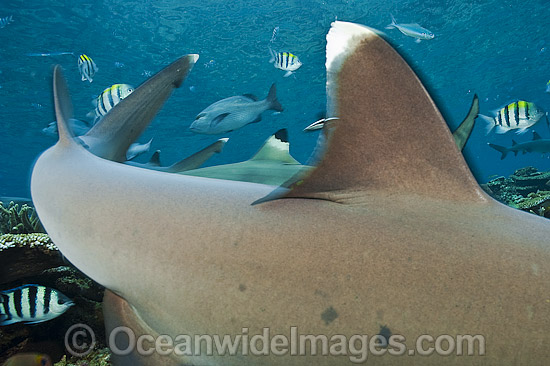 Whitetip Reef Shark fin photo