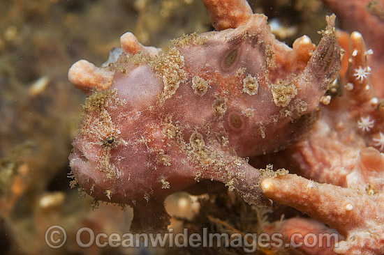 Ocellated Frogfish on sea sponge photo