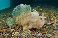 Striated Frogfish Antennarius striatus Photo - Michael Patrick O'Neill