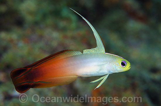 Red Fire Goby Nemateleotris magnifica photo Red Fire Goby Nemateleotris magnifica photo