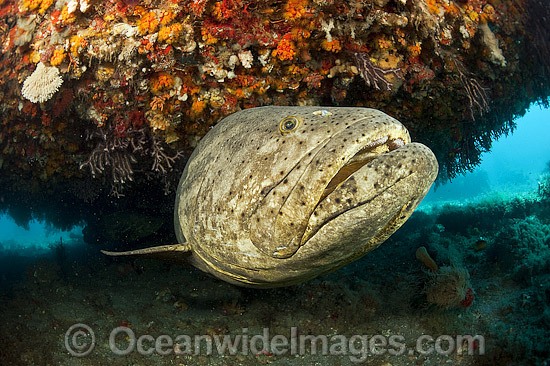 Atlantic Goliath Grouper under ledge photo