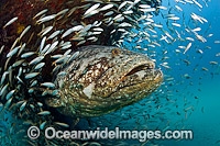 Atlantic Goliath Grouper with Minnows Photo - MIchael Patrick O'Neill