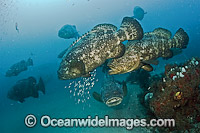 Goliath Grouper during spawning aggregation Photo - MIchael Patrick O'Neill