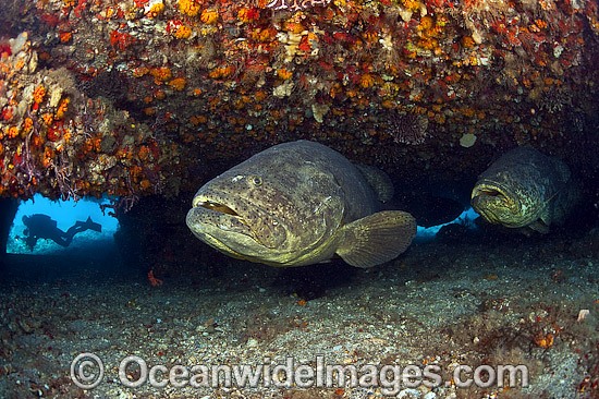 Atlantic Goliath Grouper resting under ledge photo