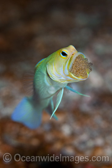 Yellowhead Jawfish brooding eggs in mouth photo