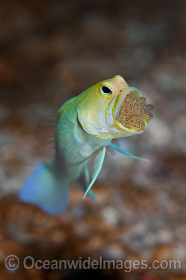 Yellowhead Jawfish (Opistognathus aurifrons), male brooding a clutch of eggs in its mouth. Also known as Yellowheaded Jawfish. Photo taken at Palm Beach, Florida, USA. Yellowhead Jawfish (Opistognathus aurifrons), male brooding a clutch of eggs in its mouth. Also known as Yellowheaded Jawfish. Photo taken at Palm Beach, Florida, USA.