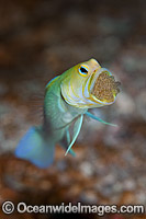Yellowhead Jawfish brooding eggs in mouth Photo - MIchael Patrick O'Neill