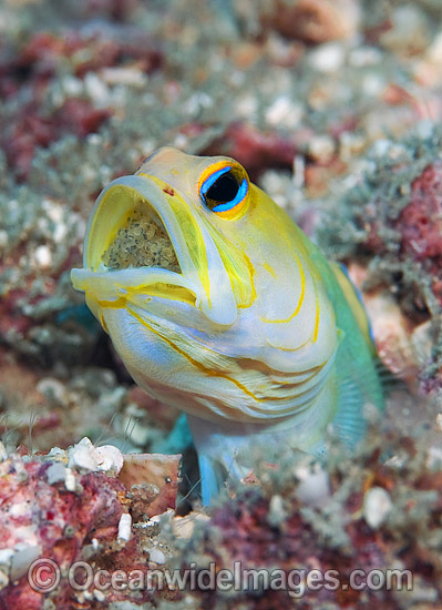 Jawfish brooding eggs in mouth photo
