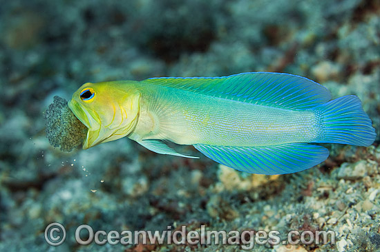Jawfish brooding eggs in mouth photo
