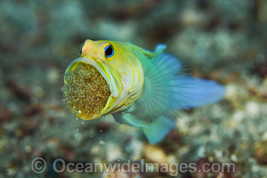 Yellowhead Jawfish brooding eggs in mouth photo