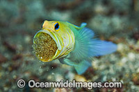 Yellowhead Jawfish brooding eggs in mouth Photo - MIchael Patrick O'Neill