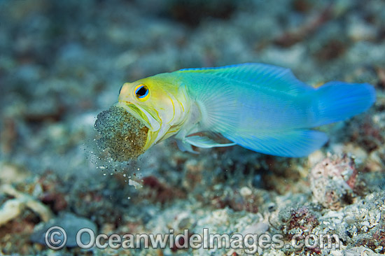 Yellowhead Jawfish brooding eggs in mouth photo