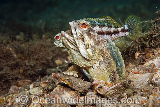 Jawfish Photos, Pictures and Images