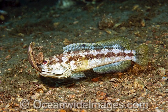 Jawfish male digging burrow photo