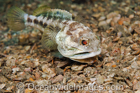Banded Jawfish (Opistognathus macrognathus), male digging a burrow prior to courting and mating. Photo taken at Lake Worth Lagoon, Palm Beach County, Florida, USA. Photo - MIchael Patrick O'Neill Banded Jawfish (Opistognathus macrognathus), male digging a burrow prior to courting and mating. Photo taken at Lake Worth Lagoon, Palm Beach County, Florida, USA. Photo - MIchael Patrick O'Neill
