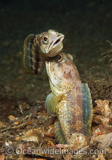 Jawfish male courting female photo