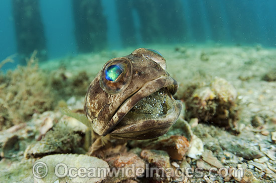 Jawfish male brooding eggs photo