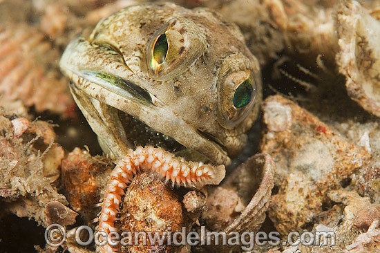 Jawfish removing Bristle Worm from burrow photo
