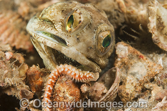 Banded Jawfish (Opistognathus macrognathus), removing a Bristle Worm from its burrow. Photo taken at Lake Worth Lagoon, Palm Beach County, Florida, USA. Banded Jawfish (Opistognathus macrognathus), removing a Bristle Worm from its burrow. Photo taken at Lake Worth Lagoon, Palm Beach County, Florida, USA.