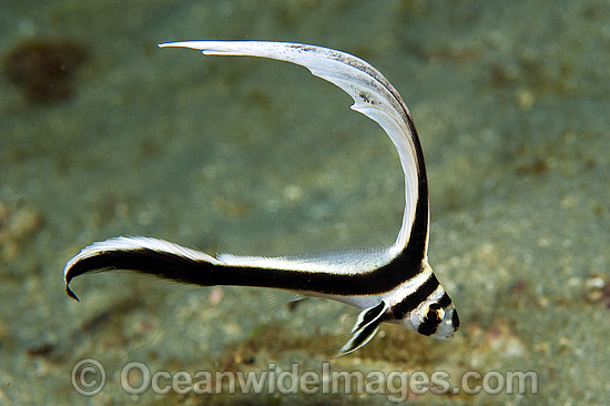 Jack Knife Fish (Equetus lanceolatus), juvenile. Also known as Spotted Drum. Photographed near the Blue Heron Bridge in Singer Island, Florida, USA Jack Knife Fish (Equetus lanceolatus), juvenile. Also known as Spotted Drum. Photographed near the Blue Heron Bridge in Singer Island, Florida, USA