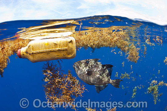 Triggerfish swimming with floiating garbage photo