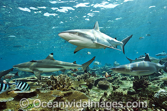 Gray Reef (Carcharhinus amblyrhynchos), Blacktip Reef Shark (Carcharhinus melanopterus) and Whitetip Reef Shark (Triaenodon obesus). Photo taken at Beqa Lagoon, Pacific Harbor, Viti Levu, Fiji Islands. Photo - Michael Patrick O'Neill Gray Reef (Carcharhinus amblyrhynchos), Blacktip Reef Shark (Carcharhinus melanopterus) and Whitetip Reef Shark (Triaenodon obesus). Photo taken at Beqa Lagoon, Pacific Harbor, Viti Levu, Fiji Islands. Photo - Michael Patrick O'Neill