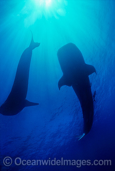 Whale Sharks (Rhincodon typus) silhouetted. Ningaloo Reef, Western Australia, Australia. Found throughout the world in all tropical and warm-temperate seas. Classified Vulnerable on the IUCN Red List. Photo - Gary Bell