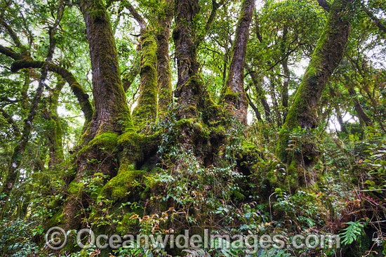 Spectacular clump of Antarctic Beech Trees (Nothofagus moorei), situated in sub-tropical rainforest. Photo taken at Lamington World Heritage National Park, Queensland, Australia. Photo - Gary Bell
