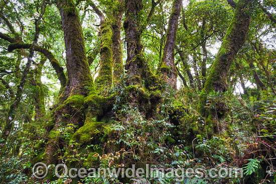 Antarctic Trees Lamington National Park photo Antarctic Trees Lamington National Park photo