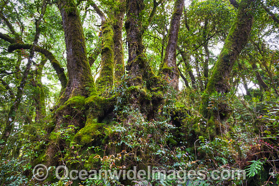 Antarctic Trees Lamington National Park photo