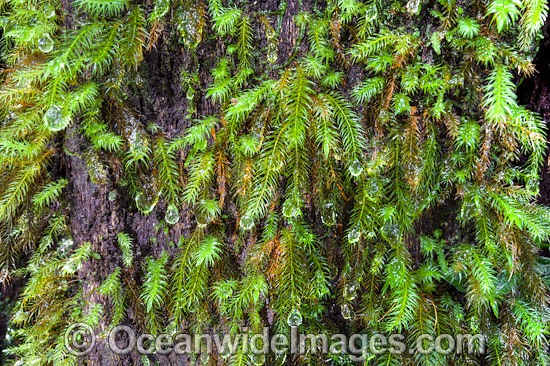 Water droplets on rainforest moss photo
