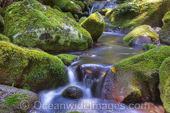 Rainforest Stream Lamington National Park photo