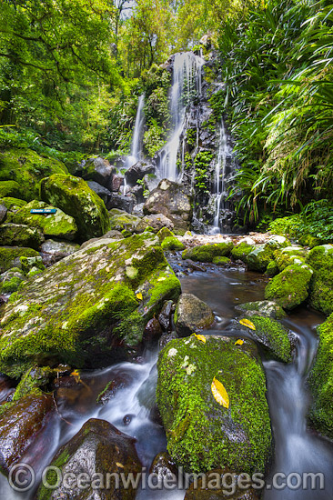 Chalan Falls Lamington National Park photo