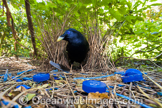 Satin Bowerbird male in bower photo