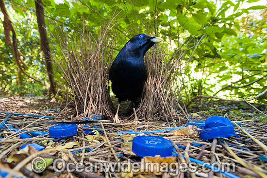 Satin Bowerbird male in bower photo