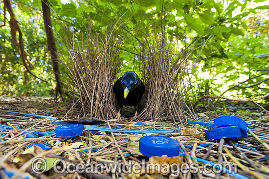 Satin Bowerbird male in bower photo