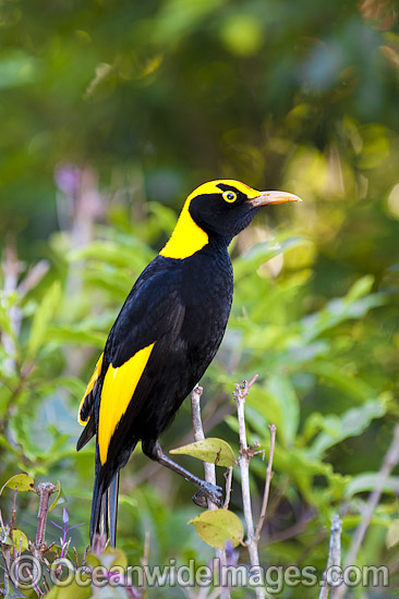 Regent Bowerbird (Sericulus chrysocephalus) - male. Found in cool temperate mountain rainforests, coastal rainforests, dense thickets and blackberry in S.E. Qld and N.E. NSW, Australia. Photo taken Lamington World Heritage National Park, Qld, Australia Photo - Gary Bell Regent Bowerbird (Sericulus chrysocephalus) - male. Found in cool temperate mountain rainforests, coastal rainforests, dense thickets and blackberry in S.E. Qld and N.E. NSW, Australia. Photo taken Lamington World Heritage National Park, Qld, Australia Photo - Gary Bell