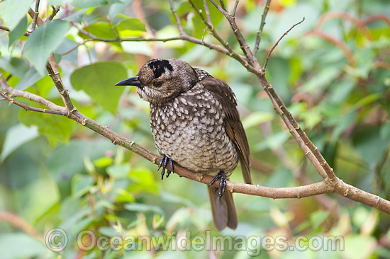 Regent Bowerbird female in tree photo Regent Bowerbird female in tree photo