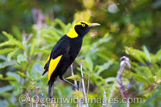 Regent Bowerbird (Sericulus chrysocephalus) - male. Found in cool temperate mountain rainforests, coastal rainforests, dense thickets and blackberry in S.E. Qld and N.E. NSW, Australia. Photo taken Lamington World Heritage National Park, Qld, Australia Photo - Gary Bell Regent Bowerbird (Sericulus chrysocephalus) - male. Found in cool temperate mountain rainforests, coastal rainforests, dense thickets and blackberry in S.E. Qld and N.E. NSW, Australia. Photo taken Lamington World Heritage National Park, Qld, Australia Photo - Gary Bell