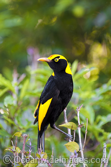Regent Bowerbird (Sericulus chrysocephalus) - male. Found in cool temperate mountain rainforests, coastal rainforests, dense thickets and blackberry in S.E. Qld and N.E. NSW, Australia. Photo taken Lamington World Heritage National Park, Qld, Australia Photo - Gary Bell Regent Bowerbird (Sericulus chrysocephalus) - male. Found in cool temperate mountain rainforests, coastal rainforests, dense thickets and blackberry in S.E. Qld and N.E. NSW, Australia. Photo taken Lamington World Heritage National Park, Qld, Australia Photo - Gary Bell