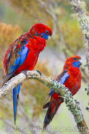 Crimson Rosella photo Crimson Rosella photo